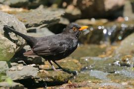 Kos - Turdus merula - Common Blackbird