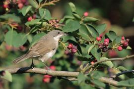 Piegża - Sylvia curruca - Lesser Whitethroat