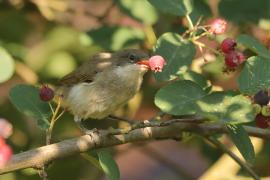 Piegża - Sylvia curruca - Lesser Whitethroat