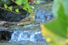 Trznadel - Emberiza citrinella - Yellowhammer