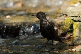 Szpak - Sturnus vulgaris - Common Starling