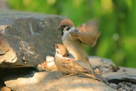 Mazurek - Passer montanus - Eurasian Tree Sparrowh