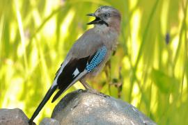 Sójka - Garrulus glandarius - Eurasian Jay