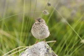 Siwerniak - Anthus spinoletta - Water Pipit