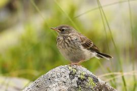 Siwerniak - Anthus spinoletta - Water Pipit
