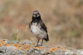 Białorzytka pstra - Oenanthe pleschanka - Pied Wheatea