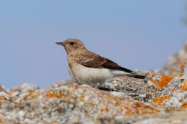 Białorzytka pstra - Oenanthe pleschanka - Pied Wheatea