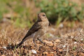 Białorzytka pstra - Oenanthe pleschanka - Pied Wheatea