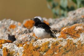 Białorzytka pstra - Oenanthe pleschanka - Pied Wheatea