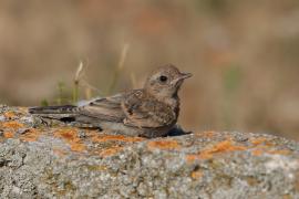 Białorzytka pstra - Oenanthe pleschanka - Pied Wheatea