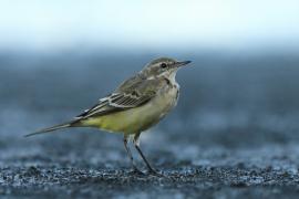 Pliszka żółta - Motacilla flava - Yellow Wagtail