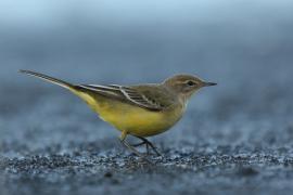 Pliszka żółta - Motacilla flava - Yellow Wagtail