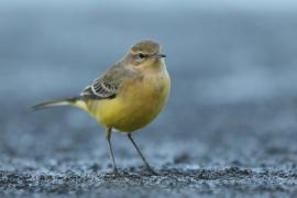 Pliszka żółta - Motacilla flava - Yellow Wagtail