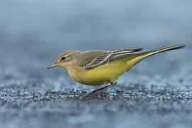 Pliszka żółta - Motacilla flava - Yellow Wagtail