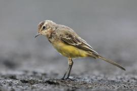 Pliszka żółta - Motacilla flava - Yellow Wagtail