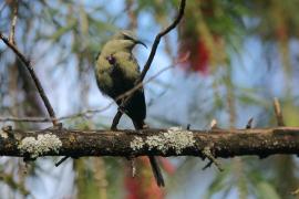 Nektarnik piękny - Cinnyris pulchellus - Beautiful Sunbird