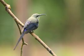 Nektarnik piękny - Cinnyris pulchellus - Beautiful Sunbird