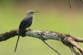 Nektarnik piękny - Cinnyris pulchellus - Beautiful Sunbird