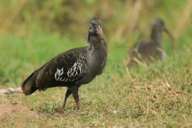 Ibis koralikowy - Bostrychia carunculata - Wattled Ibis