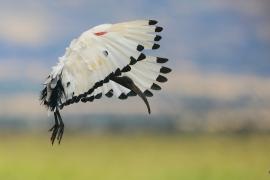 Ibis czczony - Threskiornis aethiopicus - Sacred Ibis