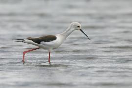 Szczudłak zwyczajny - Himantopus himantopus - Black-winged Stilt