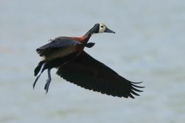 Drzewica białolica - Sarkidiornis melanotos - White-faced Whistling Duck