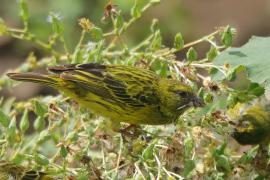 Afrokulczyk maskowy - Crithagra citrinelloides - African Citril