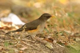 Drozd żółtodzioby - Turdus pelios - African Thrush