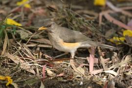 Drozd żółtodzioby - Turdus pelios - African Thrush