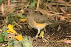 Drozd żółtodzioby - Turdus pelios - African Thrush