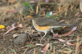 Drozd żółtodzioby - Turdus pelios - African Thrush