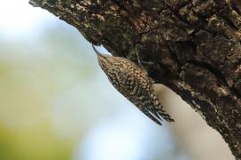 Pełziec - Salpornis spilonotus - Indian Spotted Creeper