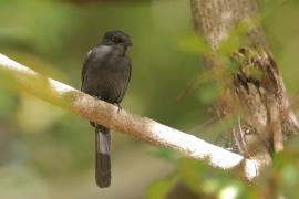 Mucharka czarna - Melaenornis edolioides - Northern Black Flycatcher