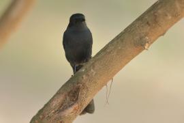 Mucharka czarna - Melaenornis edolioides - Northern Black Flycatcher