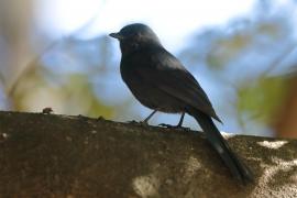 Mucharka czarna - Melaenornis edolioides - Northern Black Flycatcher