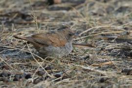 Wróbel szary - Passer swainsonii - Swainson's Sparrow
