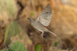 Wróbel szary - Passer swainsonii - Swainson's Sparrow