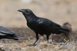 Kruk kusy - Corvus rhipidurus - Fan-tailed Raven