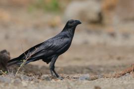 Kruk kusy - Corvus rhipidurus - Fan-tailed Raven