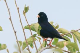 Wdówka atłasowa - Vidua chalybeata - Village Indigobird