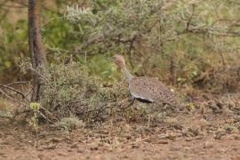 Dropik bladoczuby - Lophotis gindiana - Buff-crested Bustard