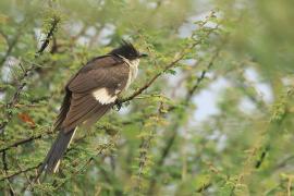 Kukułka czarno-biała - Clamator jacobinus - Jacobin Cuckoo