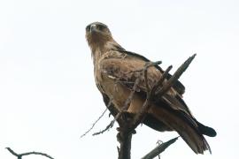 Orzeł sawannowy - Aquila rapax - Tawny Eagle