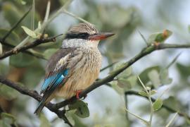 Łowiec kreskowany - Halcyon chelicuti - Striped Kingfisher