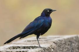 Błyszczak purpurowosterny - Lamprotornis purpuroptera - Rüppell's Glossy Starling