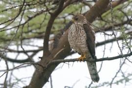 Krogulec mały - Accipiter badius  - Shikra