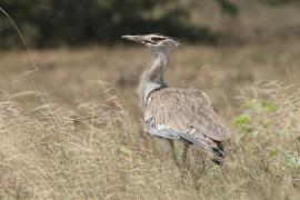 Drop olbrzymi - Ardeotis kori - Kori Bustard