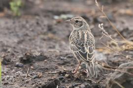 Skowroniec cynamonowy - Mirafra rufocinnamomea - Flappet Lark