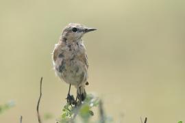 Białorzytka płowa - Oenanthe isabellina - Isabelline Wheatear