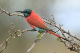 Żołna szkarłatna - Merops nubicus - Northern Carmine Bee-eater